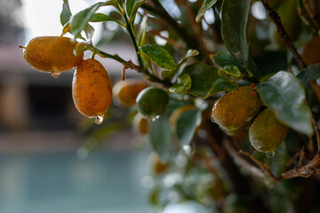 Fresh olives growing in a garden with water droplets on leaves during daylight hours