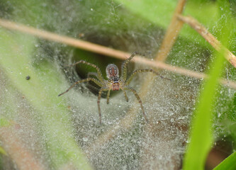 Grass spider on its dewy nest