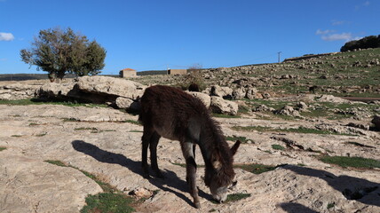 Fototapeta premium Close-Up of a Fluffy Brown Donkey Standing Outdoors on a Sunny Day in a Rural Countryside Setting with Blue Sky Background, Highlighting Its Cute Features and Natural Environment 