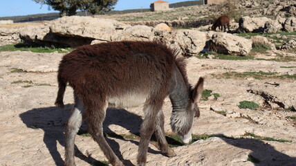 Close-Up of a Fluffy Brown Donkey Standing Outdoors on a Sunny Day in a Rural Countryside Setting with Blue Sky Background, Highlighting Its Cute Features and Natural Environment
