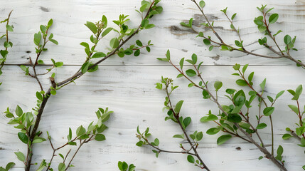 Green branches on white wooden background. Flat lay, overhead view, copy space.