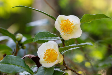 Tea leaf and white flower in tea plantation. Flower of tea on trunk. Beautiful and fresh white tea...