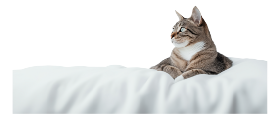 PNG Tabby cat resting on a white cushion