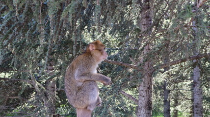 Barbary Macaque in Moroccan Monkey Forest Habitat – Wildlife Photography of Endangered Primates in Nature Reserve, Featuring Behavior and Natural Environment

