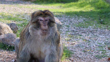 Obraz premium Barbary Macaque in Moroccan Monkey Forest Habitat – Wildlife Photography of Endangered Primates in Nature Reserve, Featuring Behavior and Natural Environment 