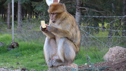 Barbary Macaque in Moroccan Monkey Forest Habitat – Wildlife Photography of Endangered Primates in Nature Reserve, Featuring Behavior and Natural Environment
