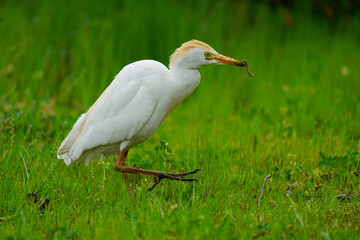 Wildlife - Birds. Western cattle egret (Bubulcus ibis) mostly live in fields, steppes and grasslands, except wetlands. They usually feed on insects.