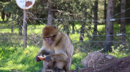 Barbary Macaque in Moroccan Monkey Forest Habitat – Wildlife Photography of Endangered Primates...