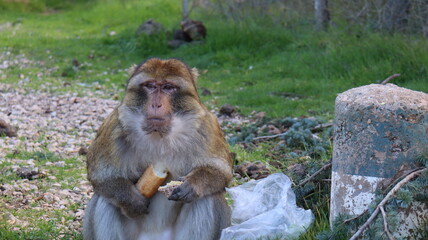 Barbary Macaque in Moroccan Monkey Forest Habitat – Wildlife Photography of Endangered Primates in Nature Reserve, Featuring Behavior and Natural Environment
