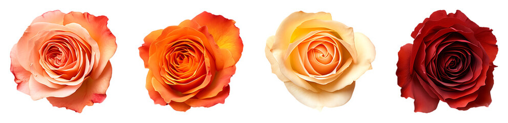 Beautiful Blooming Roses collection in Soft Shades, Transparent PNG for Romantic Design Themes
