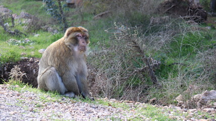 Barbary Macaque in Moroccan Monkey Forest Habitat – Wildlife Photography of Endangered Primates in Nature Reserve, Featuring Behavior and Natural Environment
