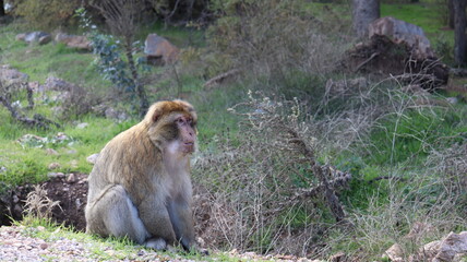 Barbary Macaque in Moroccan Monkey Forest Habitat – Wildlife Photography of Endangered Primates in Nature Reserve, Featuring Behavior and Natural Environment
