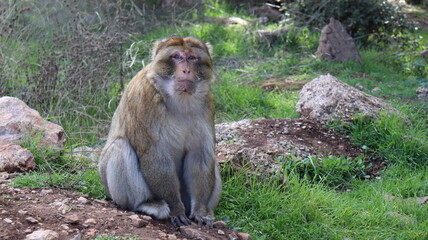 Barbary Macaque in Moroccan Monkey Forest Habitat – Wildlife Photography of Endangered Primates in Nature Reserve, Featuring Behavior and Natural Environment
