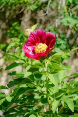 Image of a peony flower under protection.