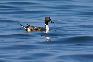 Wildlife - Birds. The Northern Pintail (Anas acuta) lives in wetlands such as sheltered deltas, salt marshes, shallow waters and coastal lagoons. It feeds on aquatic vegetation.