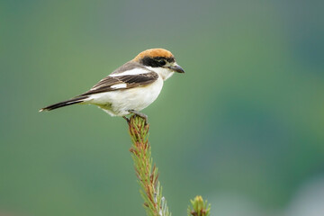 Wildlife-birds. The woodchat shrike (Lanius senator) bird belongs to the laniidae family. Shrub open fields and hedges on the edges of these fields are their habitats. They usually feed on insects.