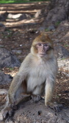 Naklejka premium Barbary Macaque in Moroccan Monkey Forest Habitat – Wildlife Photography of Endangered Primates in Nature Reserve, Featuring Behavior and Natural Environment 