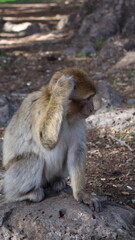 Naklejka premium Barbary Macaque in Moroccan Monkey Forest Habitat – Wildlife Photography of Endangered Primates in Nature Reserve, Featuring Behavior and Natural Environment 