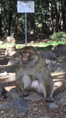 Barbary Macaque in Moroccan Monkey Forest Habitat – Wildlife Photography of Endangered Primates in Nature Reserve, Featuring Behavior and Natural Environment
