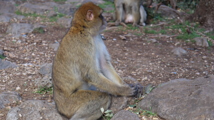 Obraz premium Barbary Macaque in Moroccan Monkey Forest Habitat – Wildlife Photography of Endangered Primates in Nature Reserve, Featuring Behavior and Natural Environment 