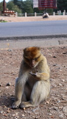 Barbary Macaque in Moroccan Monkey Forest Habitat – Wildlife Photography of Endangered Primates in Nature Reserve, Featuring Behavior and Natural Environment
