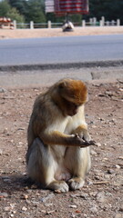 Barbary Macaque in Moroccan Monkey Forest Habitat – Wildlife Photography of Endangered Primates in Nature Reserve, Featuring Behavior and Natural Environment
