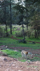 Barbary Macaque in Moroccan Monkey Forest Habitat – Wildlife Photography of Endangered Primates in Nature Reserve, Featuring Behavior and Natural Environment
