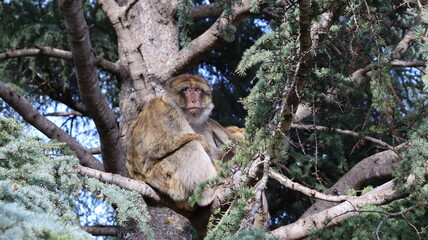 Barbary Macaque in Moroccan Monkey Forest Habitat – Wildlife Photography of Endangered Primates in Nature Reserve, Featuring Behavior and Natural Environment
