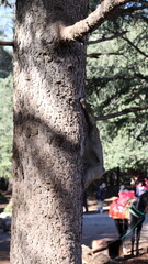 Barbary Macaque in Moroccan Monkey Forest Habitat – Wildlife Photography of Endangered Primates in Nature Reserve, Featuring Behavior and Natural Environment
