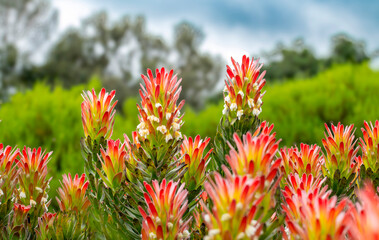 Common Pagoda bush (Mimetes cucullatus) display in the Garden Route Botanical Garden, George.