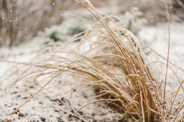 Fototapeta premium Yellowed grass under snowfall in forest, nature background