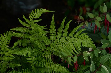 Vibrant Green Ferns and Red Fuchsia