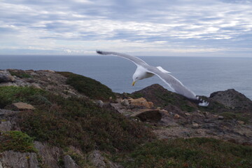Fototapeta premium gaviota