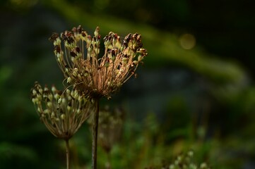 Vibrant plants in Victoria, BC