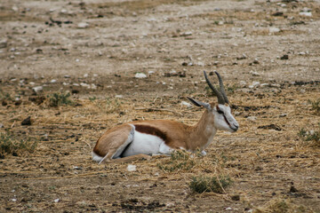 Resting gazelle lying on dry grass in a desert habitat