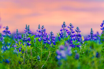 Colorful purple Lupin flower blooming and sunset sky on background