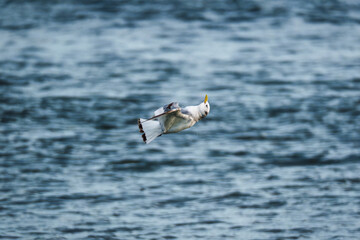 Northern fulmar seabird flying low over the sea in summer
