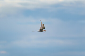 Arctic Tern bird or Kria bird flying and catching fish from the sea in summer