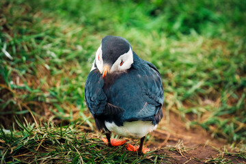 Atlantic puffin living on cliff of Atlantic Ocean during breeding season
