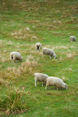 Fototapeta premium Flock of sheep grazing on pasture in countryside