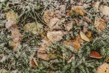 First snowfall, snow on yellow leaves and green grass, shot from above