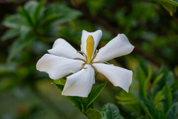 Gardenia Jasminoides flower blooming in the garden with green leaves. Commonly known as Gardenia and Cape Jasmine, is an evergreen flowering plant in the coffee family Rubiaceae. White flower