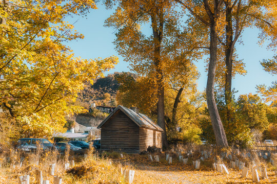 Old wooden hut under the yellow foliage tree during autumn in Arrowtown