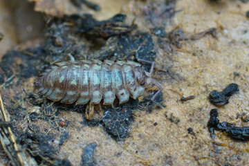 Closeup on the Common shiny woodlouse, Oniscus asellus, on a piece of wood