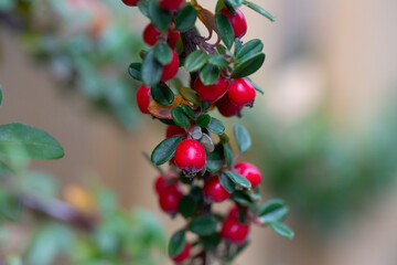 Fototapeta premium Cotoneaster horizontalis close up. Branches with red berries and green leaves.