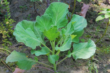 Cabbage seedlings are planted in village garden. Growing decorative cabbage in farm garden. Sunny day.