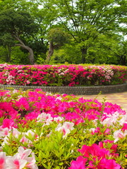 満開の躑躅咲く春の公園風景