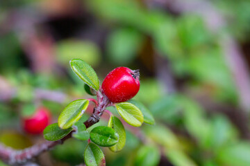 Cotoneaster horizontalis close up. Branches with red berries and green leaves.