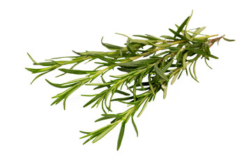Rosemary isolated on white background. Set of rosemary branches with top view.