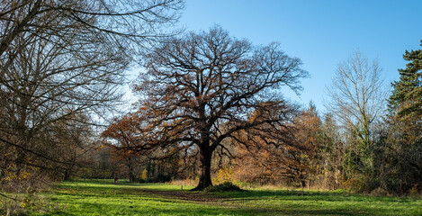 Obraz premium Old lone oak tree in Long Meadow, ancient water meadow in Eastcote, Hillingdon, UK. Part of the Celandine route parallel to the River Pinn. Photographed in late autumn.